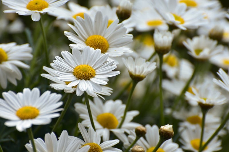 Botanical Artwork