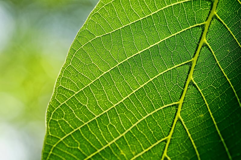 Greenery Fashion Trends