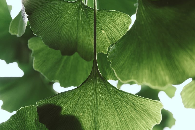 Green Leaves